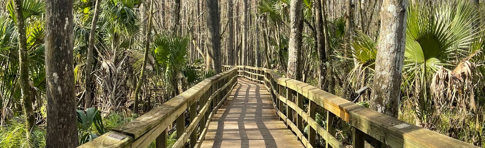 Cypress Swamp Trail: 205 Reviews, Map - Florida | AllTrails