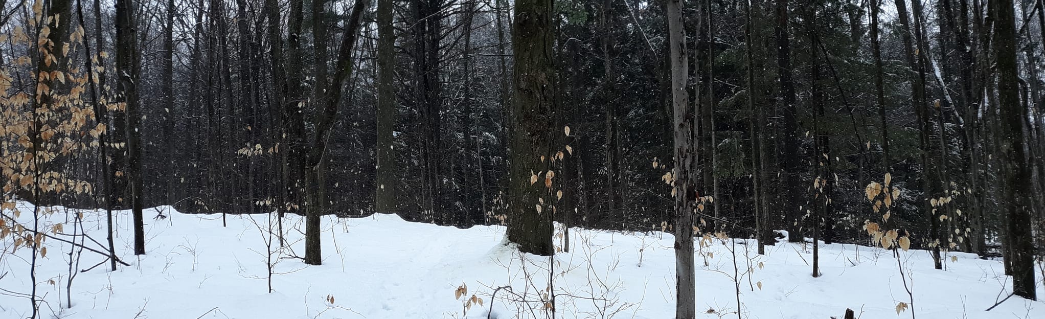 Carthage Park, New York 30 Reviews, Map AllTrails