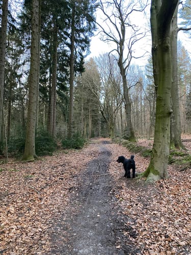 Liekwegen - Bückeberg