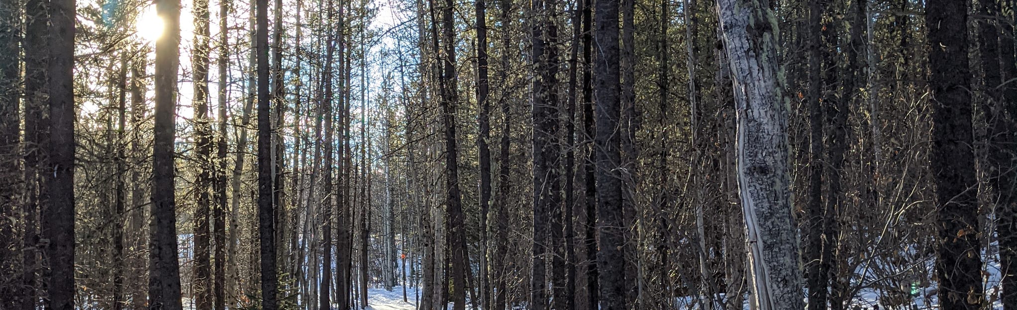 Snowshoe Hare Loop 712 Reviews, Map Alberta, Canada AllTrails