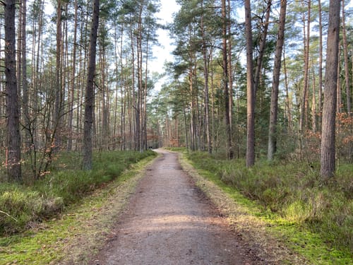 LSG Buchwedel ab Kieselhöh