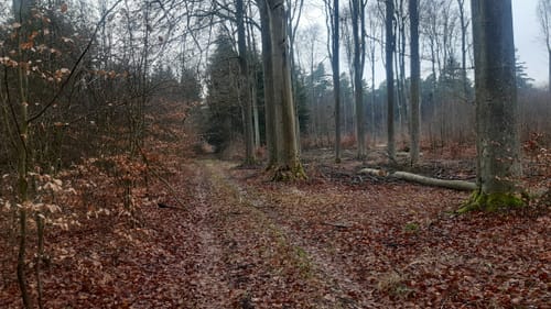 Das Buchholz bei Parchim