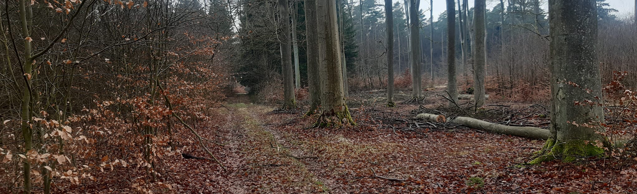 42+ Gartenanlage Buchholz Zukunft, Eine abgebrochene holzplatte, ein