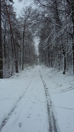 Brandorfer Forst Rundweg