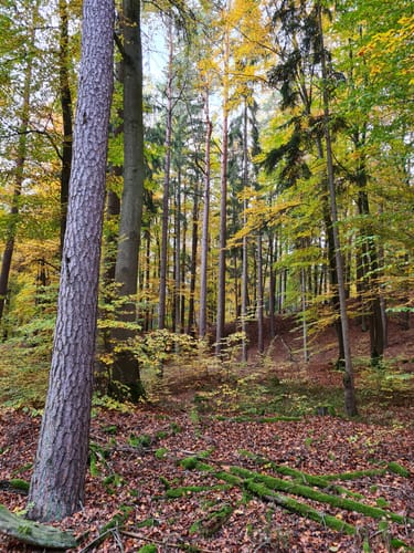 Rundwanderweg G1 Geiselwind