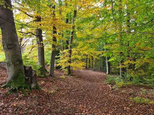 10 Best Trail Running Trails in Steigerwald Nature Park | AllTrails