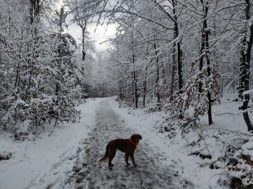 Kalmerskopf und Arenberg Rundweg über Pingsiepen
