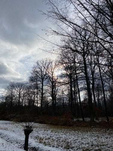 Durch den Ober-Olmer Wald