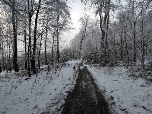 Kalmerskopf und Arenberg Rundweg über Pingsiepen