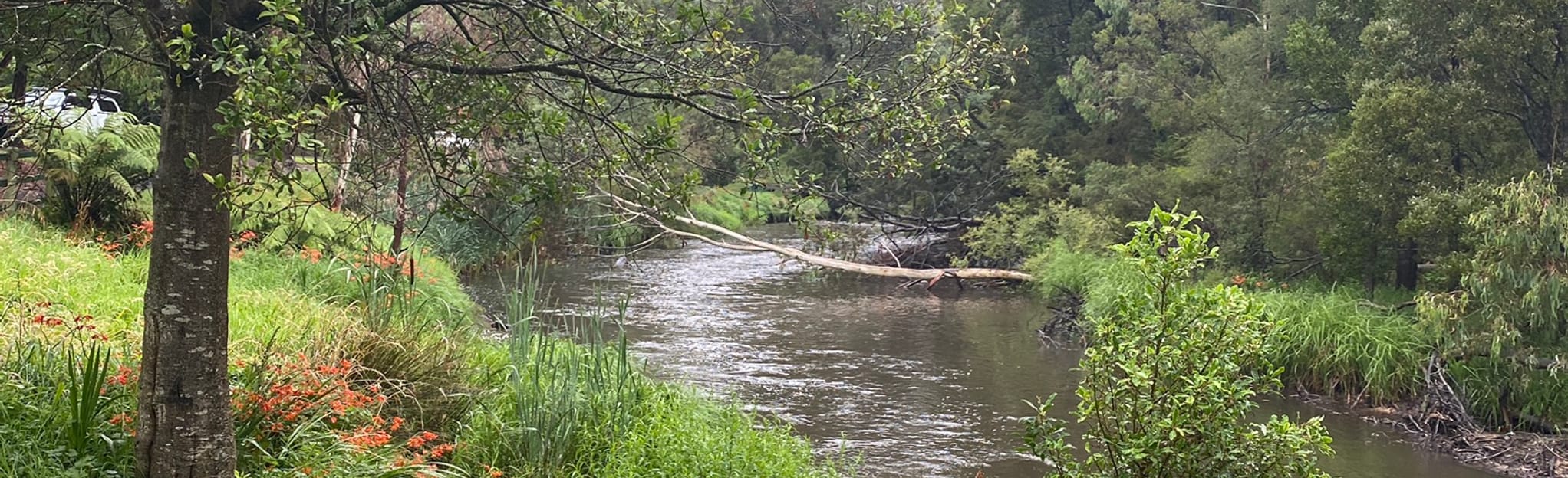 Warburton River Walk and O'Shannassy Aqueduct Loop, Victoria, Australia