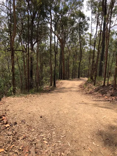 10 Best Trails and Hikes in Brisbane | AllTrails