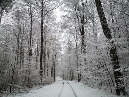 Wössinger Waldweg