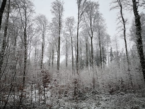 Wössinger Waldweg