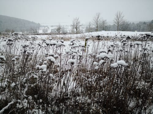 Wössinger Waldweg