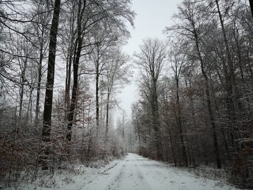Wössinger Waldweg