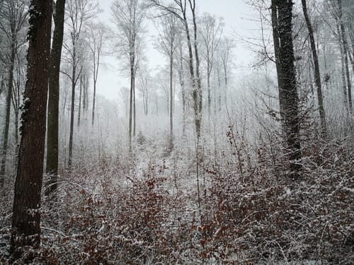 Wössinger Waldweg