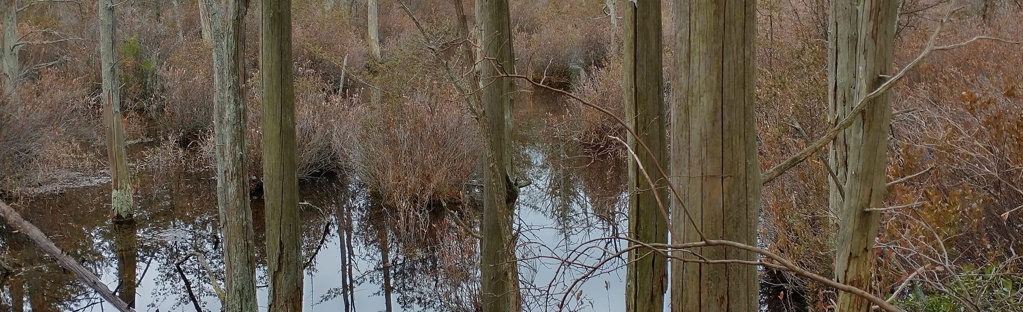 Tuckahoe River Loop, New Jersey 6 Reviews, Map AllTrails