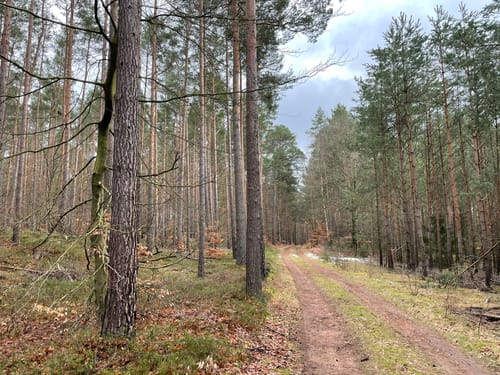 Eberswalder Waldrunde