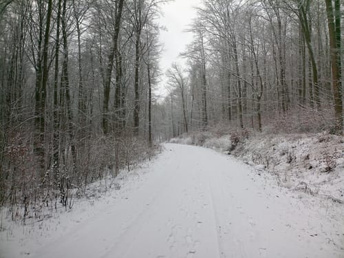 Hohe Äbtissin 