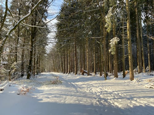 Reitroute P6 Stuvenwald