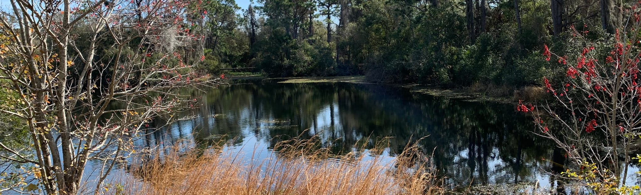 Walsingham Park Trail, Florida 771 Reviews, Map AllTrails
