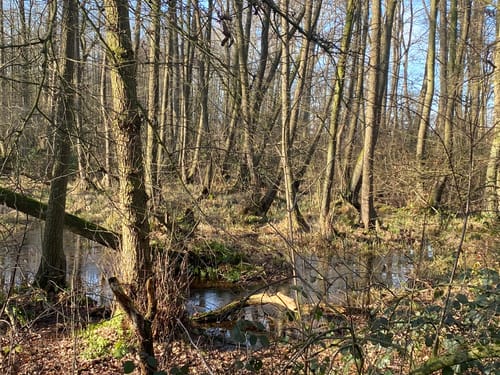 Durch den Stadtwald von Meerbusch