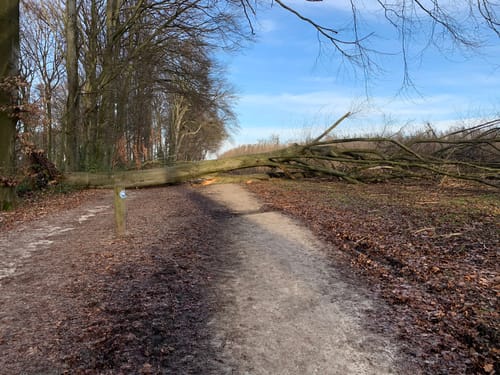 Im Gysenberger Wald