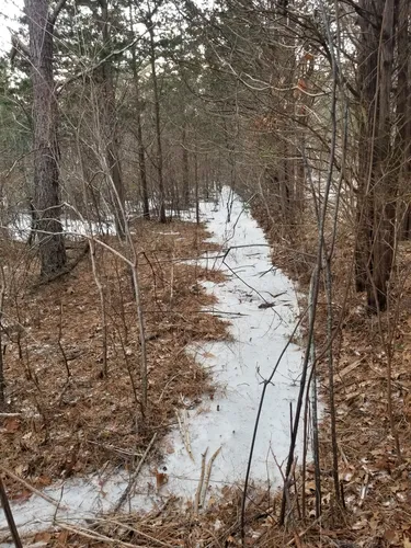 Beachside Bliss: 5 Scenic Hiking Trails in Dennis - Massachusetts