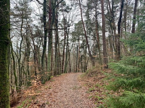 Adenau - Hirzenstein - Breitscheid - Kreuzweg