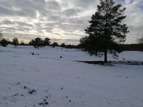 Um den Gorinsee zur Schönower Heide