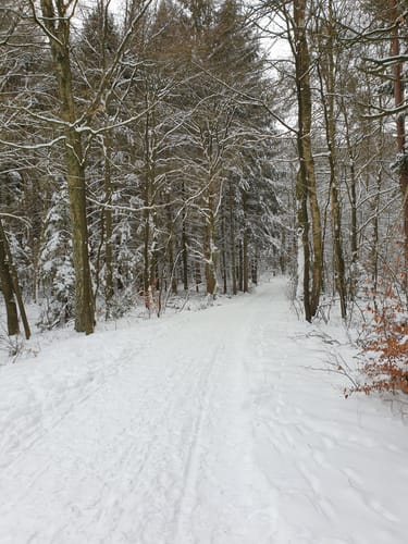 In die Weseler Heide