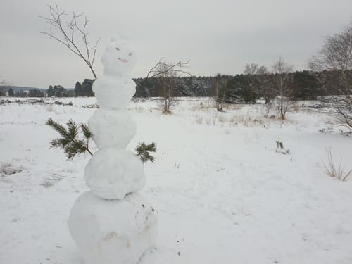 In die Weseler Heide