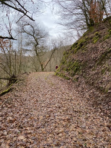 Von Obliers entlang dem Liersbach und dem Börichsbach