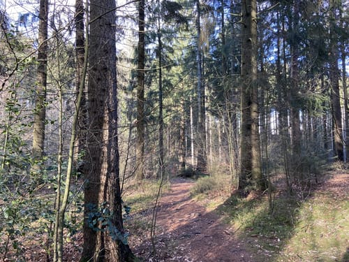 Runde durch den Eißendorfer Forst