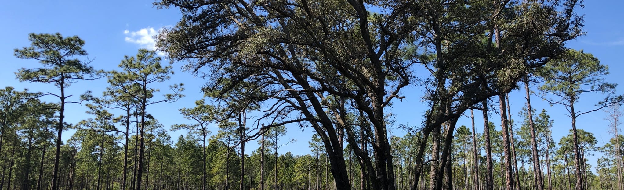 Starkey Park Mountain Bike Trails - EyJidWNrZXQiOiJhc3NldHMuYWxsdHJhaWxzLmNvbSIsImtleSI6InVwbG9hZHMvcGhvdG8vaW1hZ2UvMzQ0NDc0NjYvMWRjOGM5OWVlYmNmYTJlNzY2ZTU5OTc3YmRhZWM3YTQuanBnIiwiZWRpdHMiOnsidG9Gb3JtYXQiOiJqcGVnIiwicmVzaXplIjp7IndpZHRoIjoyMDQ0LCJoZWlnaHQiOjYyNCwiZml0IjoiY292ZXIifSwicm90YXRlIjpudWxsLCJqcGVnIjp7InRyZWxsaXNRdWFudGlzYXRpb24iOnRydWUsIm92ZXJzaG9vdERlcmluZ2luZyI6dHJ1ZSwib3B0aW1pc2VTY2FucyI6dHJ1ZSwicXVhbnRpc2F0aW9uVGFibGUiOjN9fX0=