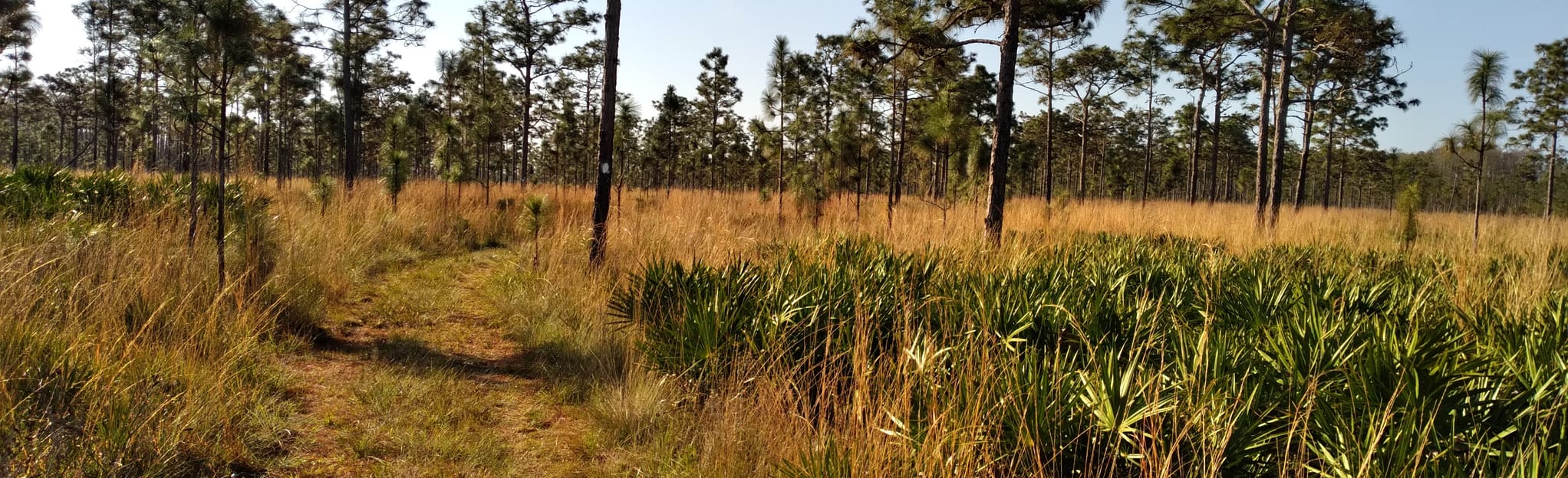 AllTrails Bull Creek Wildlife Trail 13 Reviews, Map Florida