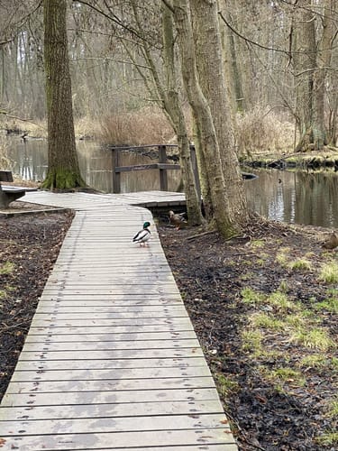 66-Seen-Rundweg Etappe 4: Henningsdorf - Wensickendorf