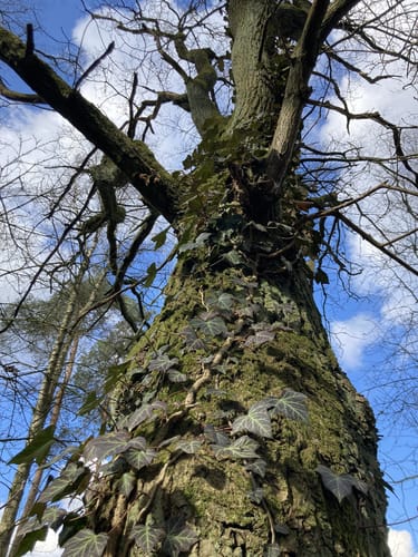 Kleine Runde in Gudow