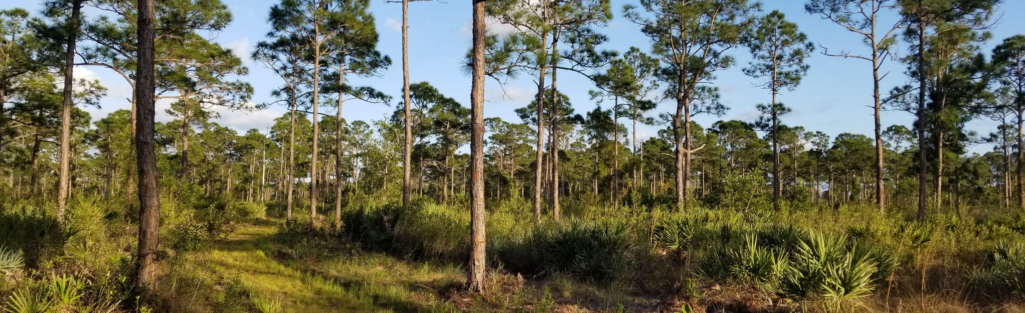 North Jupiter Flatwoods Short Loop 5 Reviews, Map Florida AllTrails