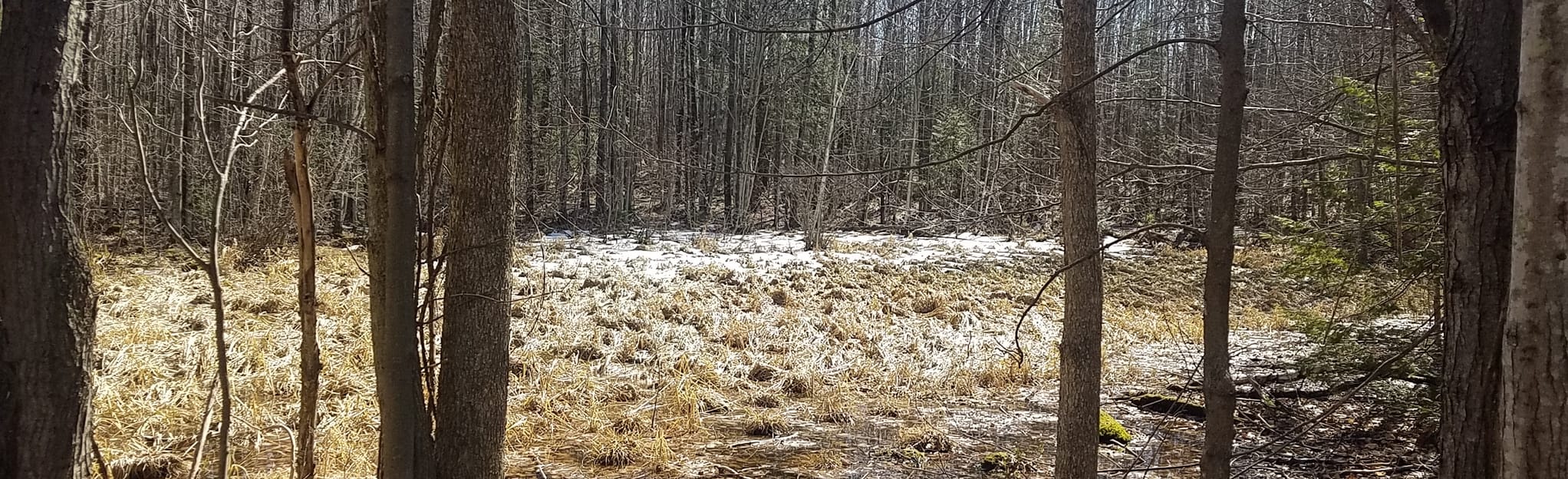 Ringle Segment via Ice Age Trail 32 Fotos Wisconsin AllTrails