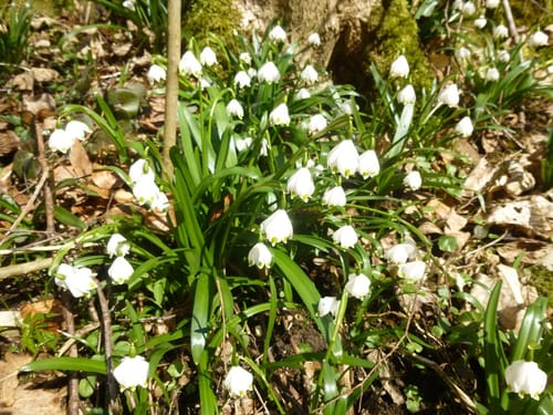 Rund um Hörvelsingen