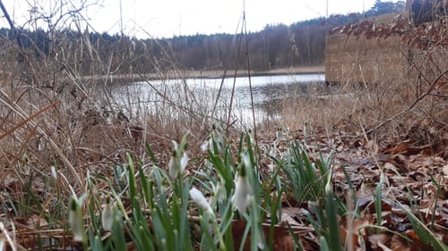 Schönlage Runde