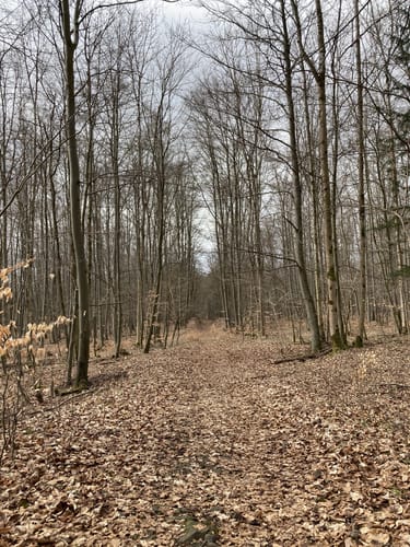 Mackenzell Rundweg Nr. 9