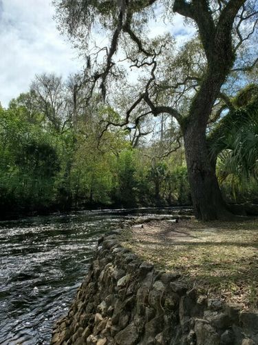 are dogs allowed at steinhatchee falls