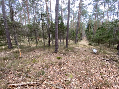 In den Achatzwald