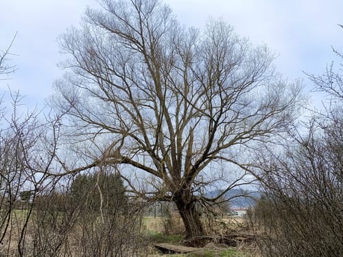 Wasgau Seen Tour (Premiumwanderweg)