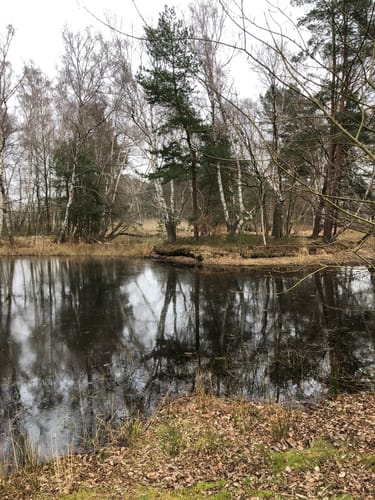Um den Würmsee
