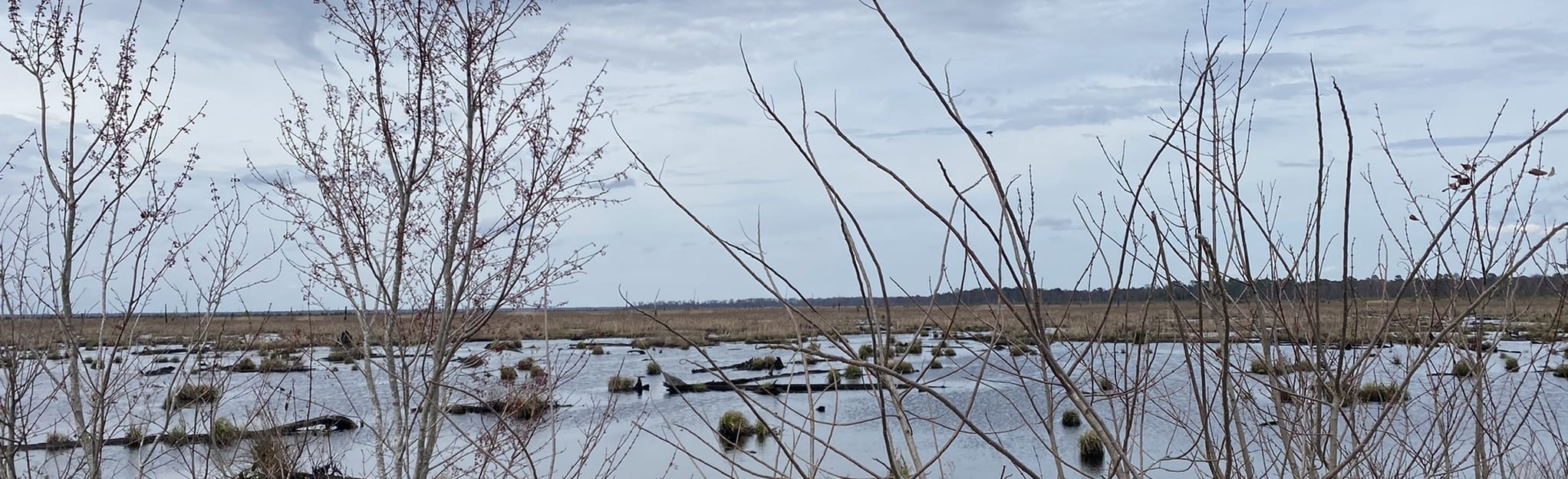 Corapeake Road 5 Reviews, Map North Carolina AllTrails