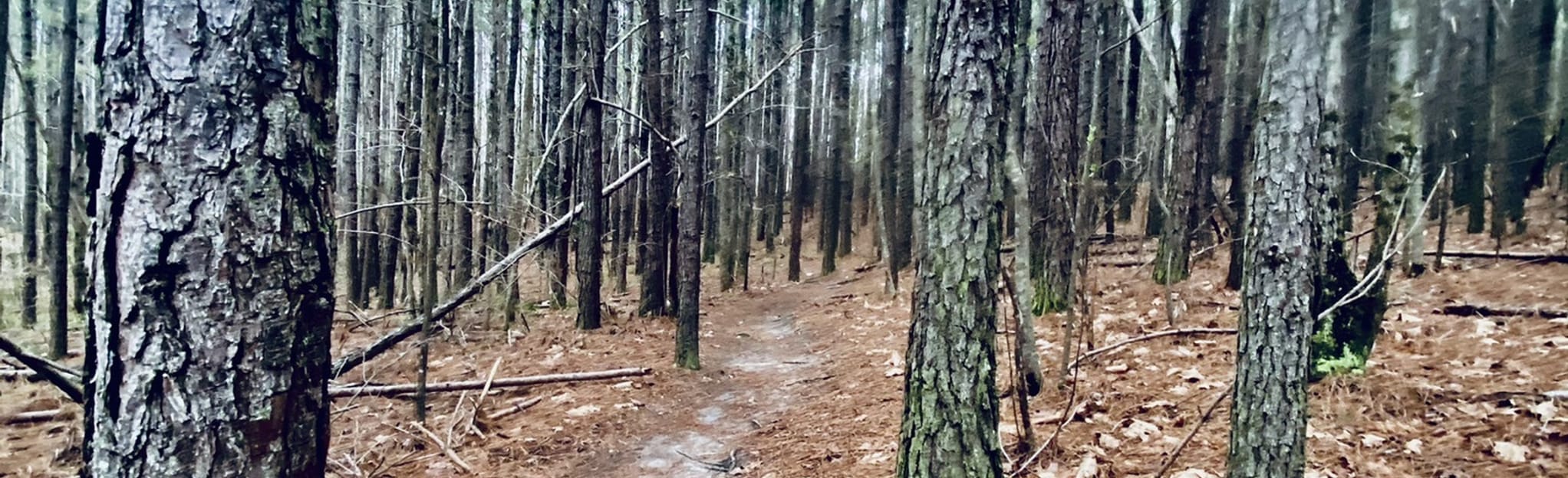 Mount Tabor Blue Trail, 414 Reviews, Map AllTrails