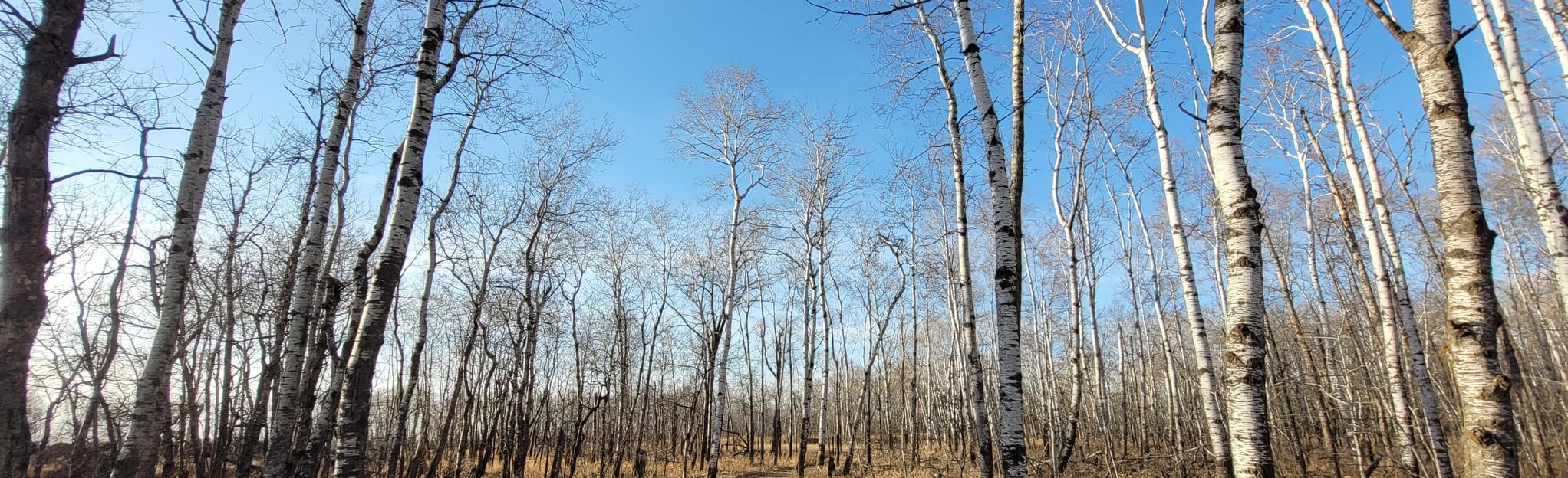 Tanager Trail 38 Reviews, Map Manitoba, Canada AllTrails